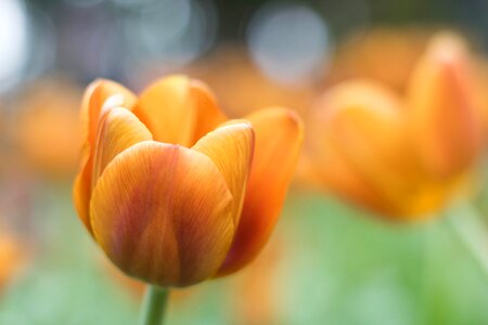 Tulip flowers garden