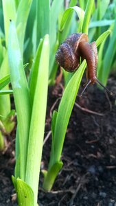 Sheet plant outdoors