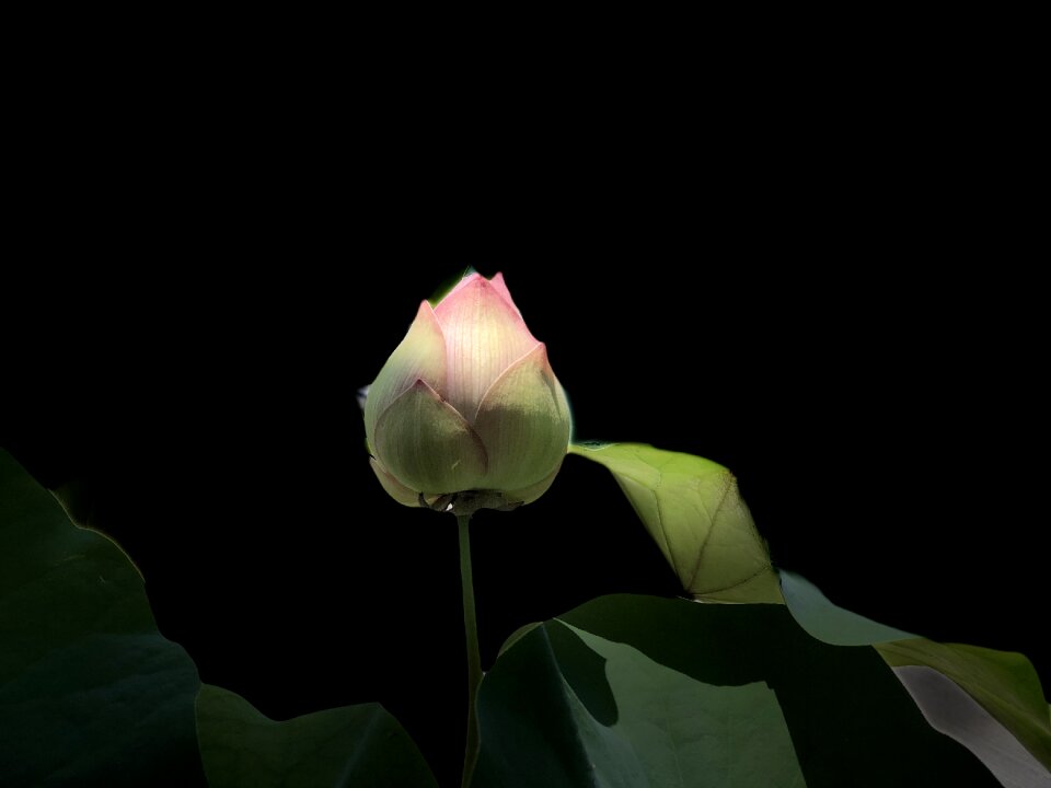 Black bud a lotus