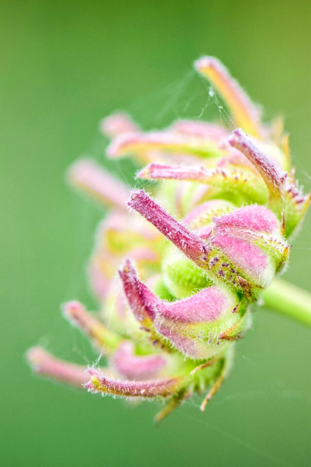 Summer blossom nature