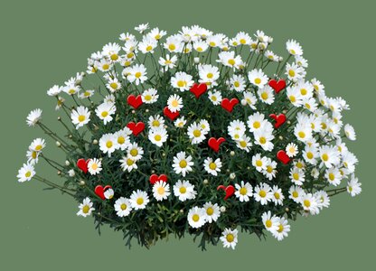 Bloom white plant