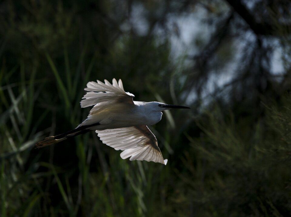 Camargue pont de gau bird