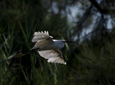 Camargue pont de gau bird
