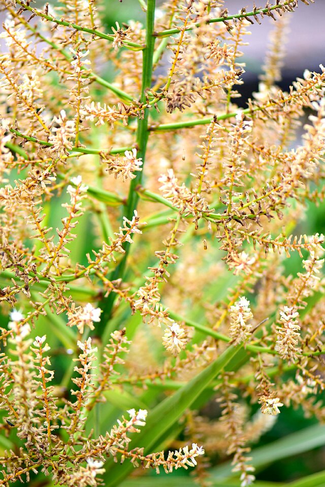 Flowers summer paradise