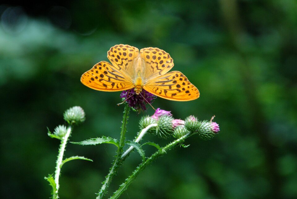 Nature insect macro