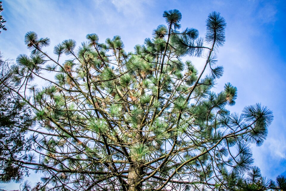 Green nature conifer photo