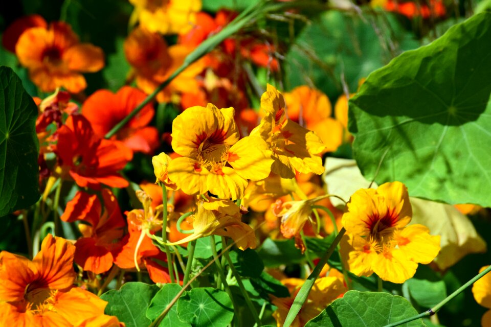 Beautiful leaves nature