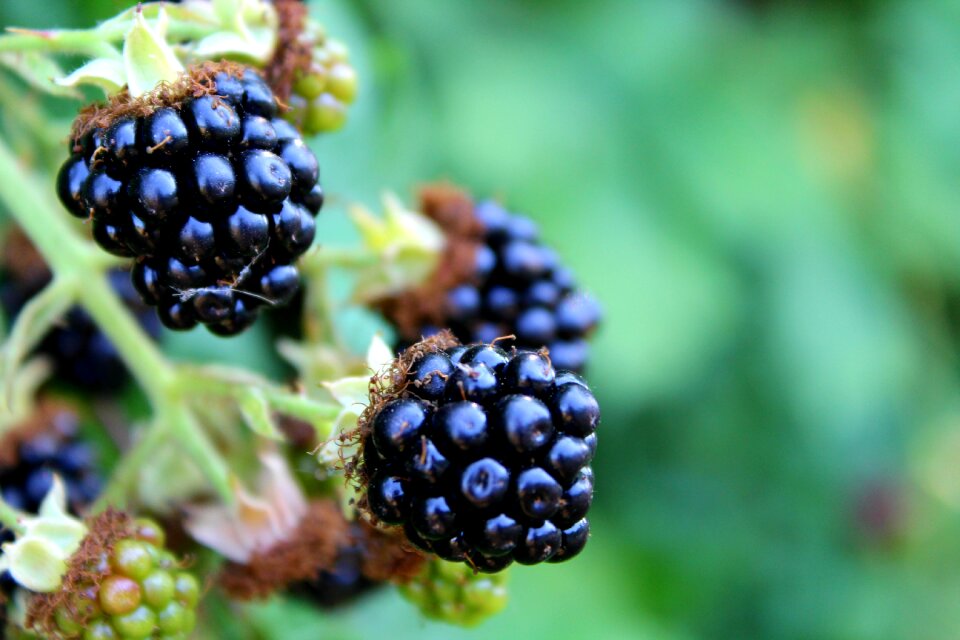 Fruits purple fruit healthy
