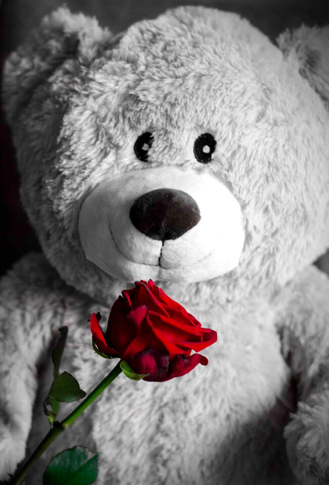 Teddy bear romantic cute
