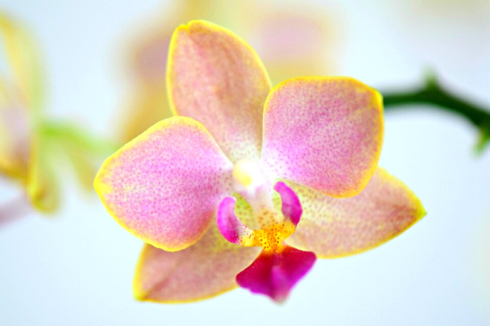 Orchidaceae flowers tropical