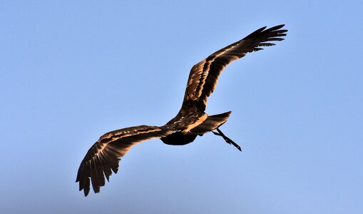 Animal flying noble