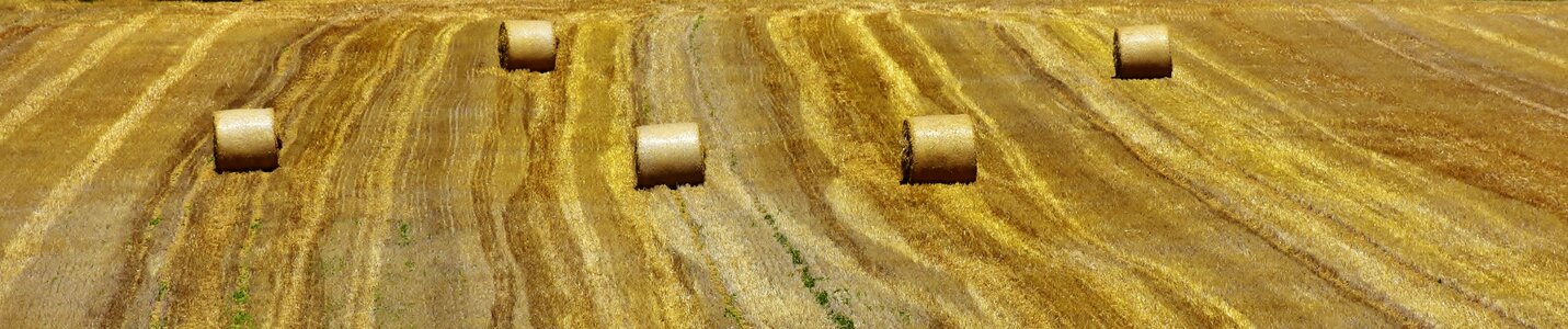 Straw harvest round bales