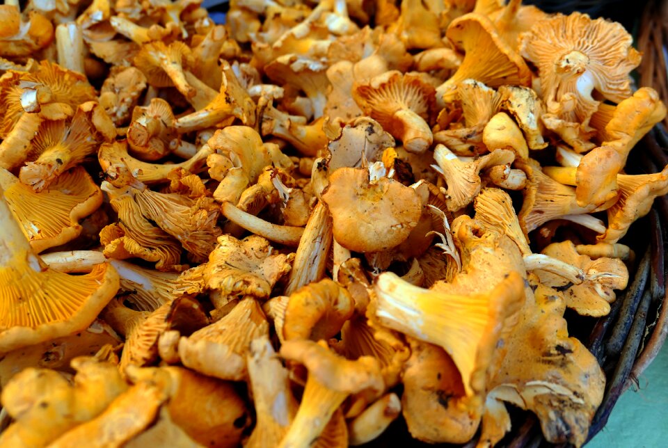Appetite obviously vitamins autumn