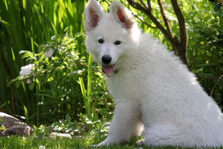 Pet cute sit