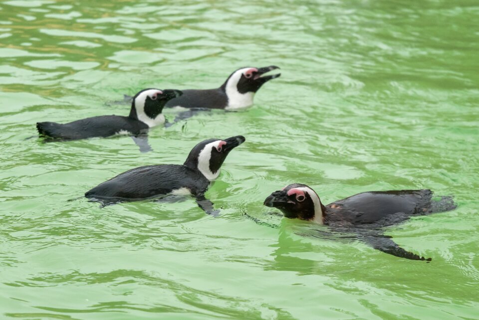 Bird zoo water