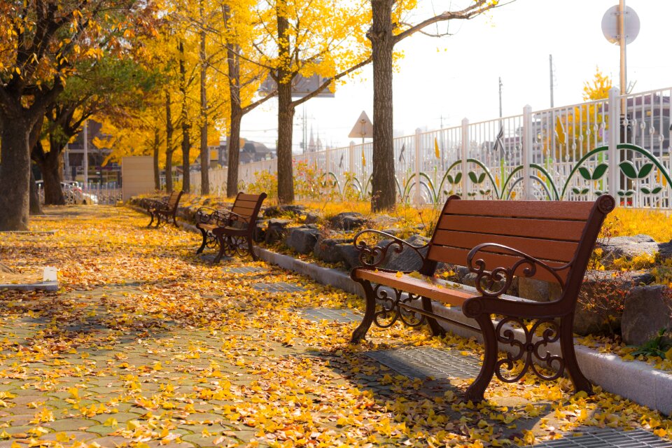 Free yellow autumn leaves