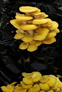 Vitamins autumn forest floor