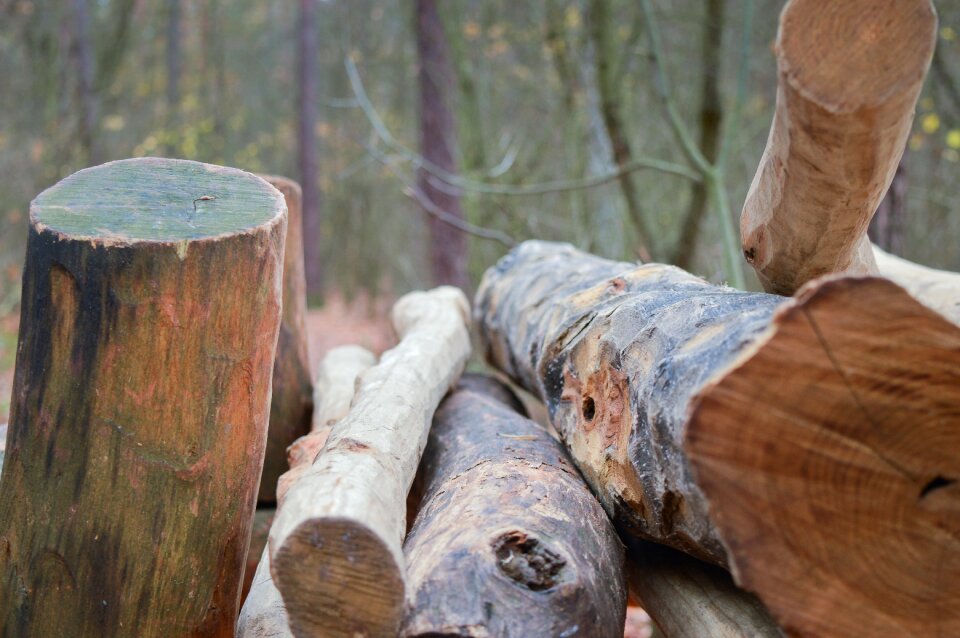Wood tree lumberjack