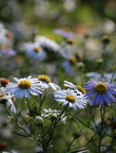 Nature plants wildflower