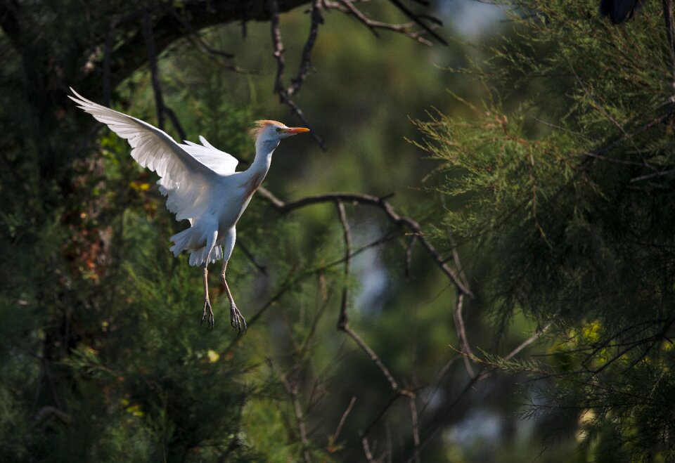 Camargue bird flying