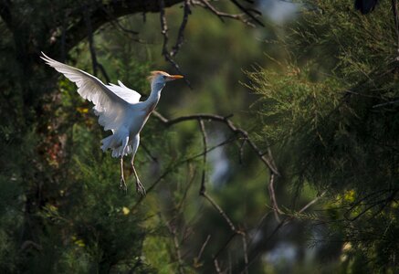 Camargue bird flying photo