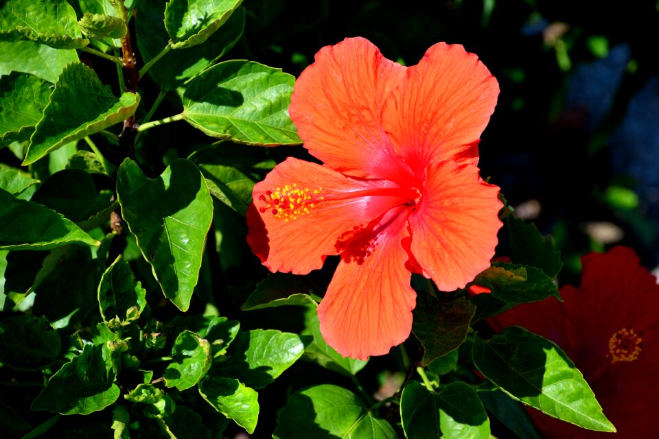 Floral colorful nature