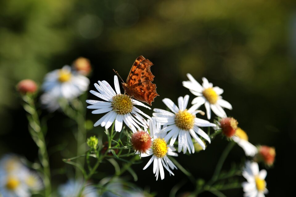 Nature plants wildflower