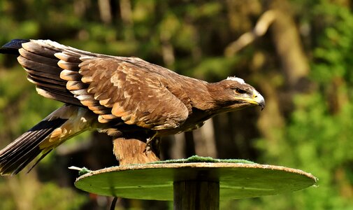 Animal flying noble photo