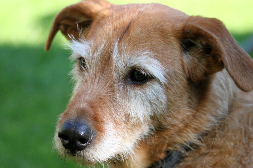 Snout head attention