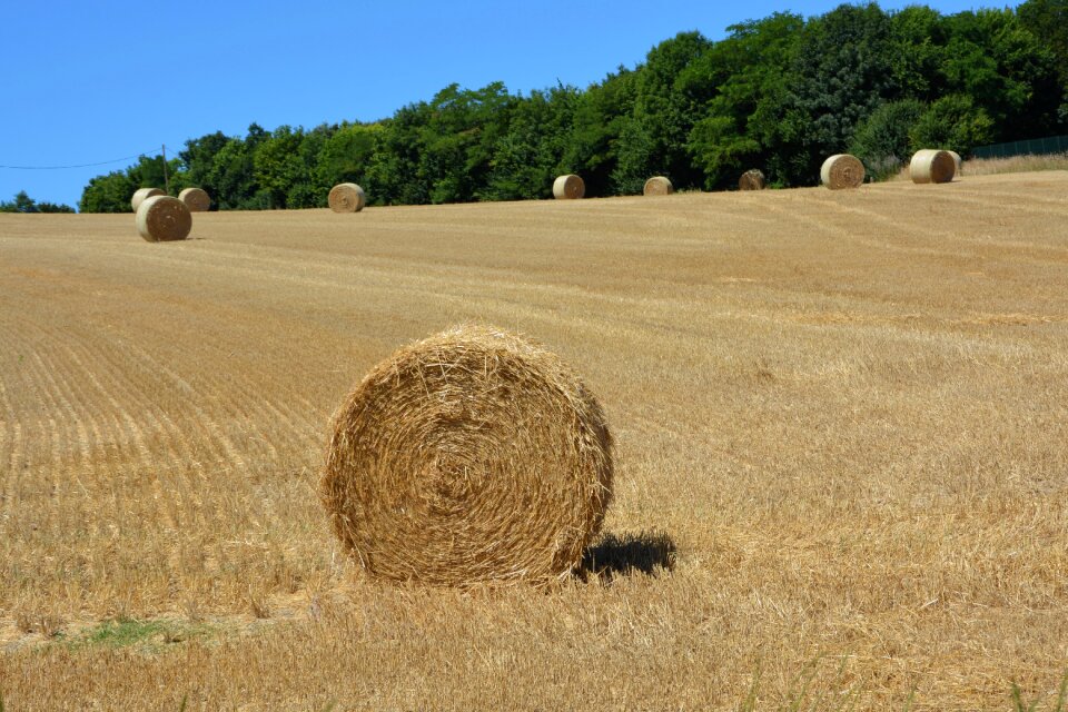 Dry hay harvest agriculture