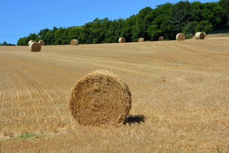 Dry hay harvest agriculture