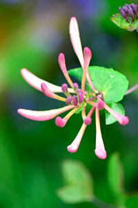 Summer green pink