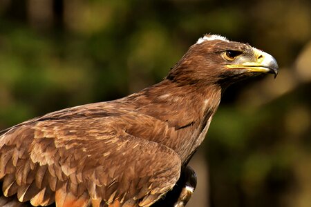 Animal flying noble