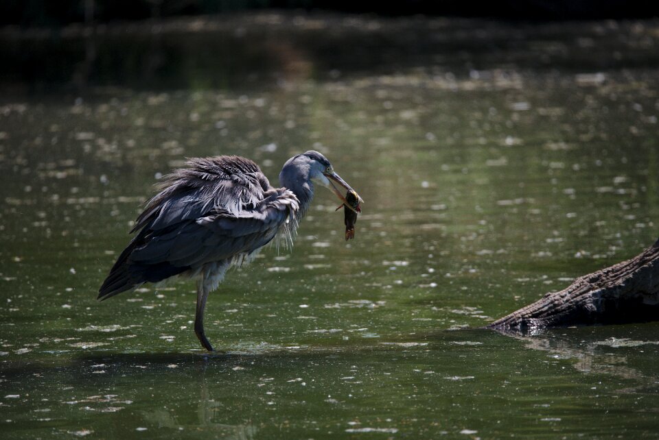 Fish fishing hunting