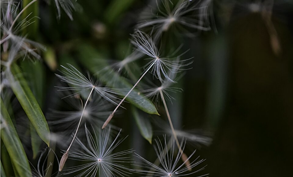 Plant nature flower