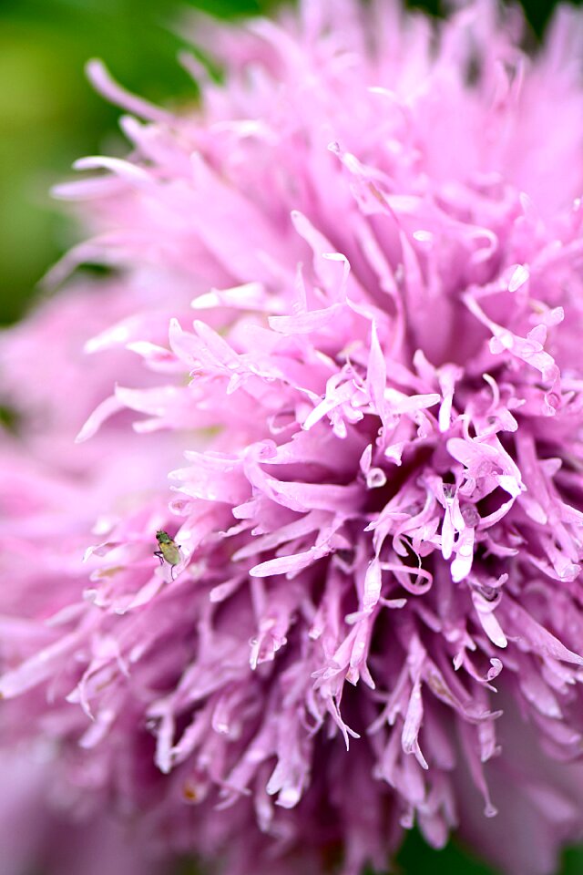Flowers outdoor interesting