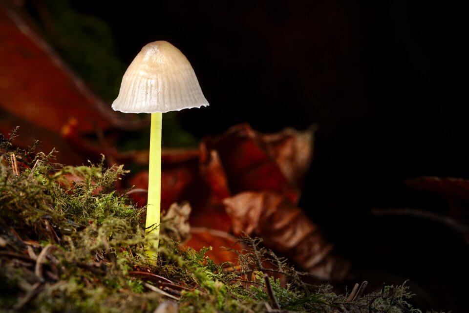 Autumn forest close up