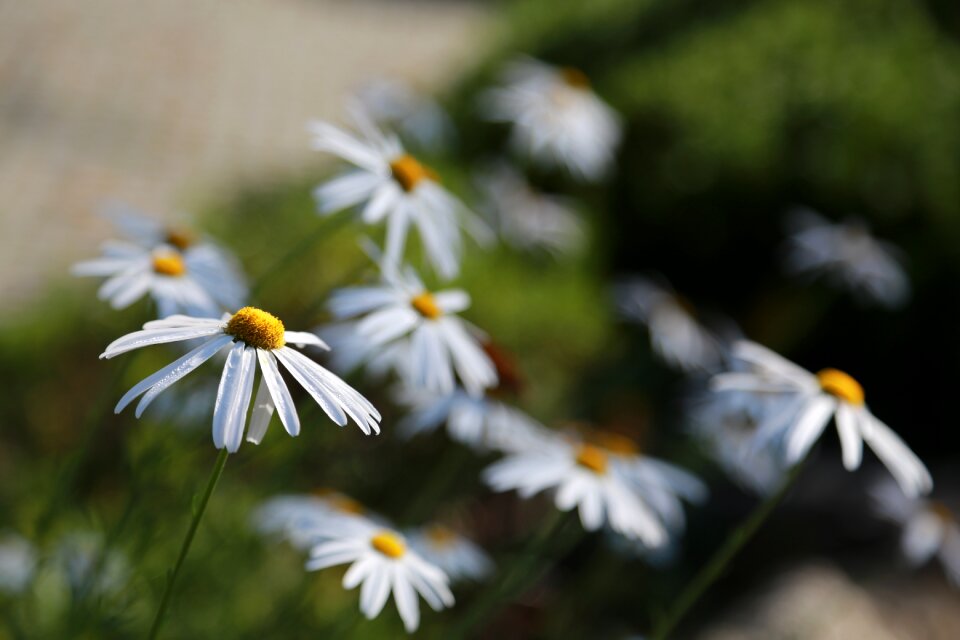 Nature plants wildflower