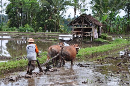 Bali agriculture man