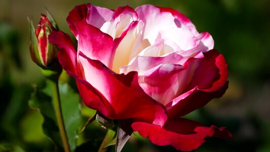 Red rose white rose colorful rose