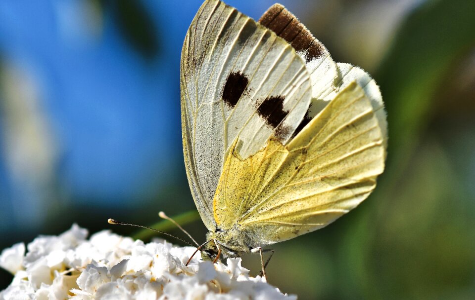 Flight insect butterflies wing