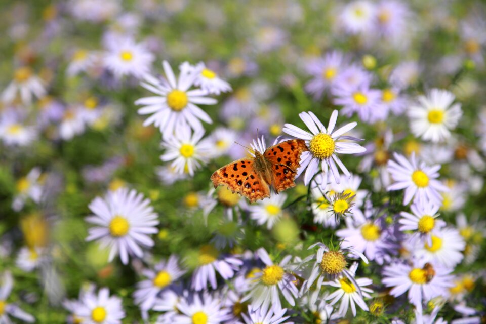 Nature plants wildflower