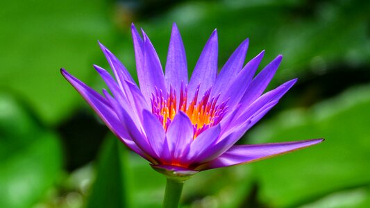 Bloom water lily lotus