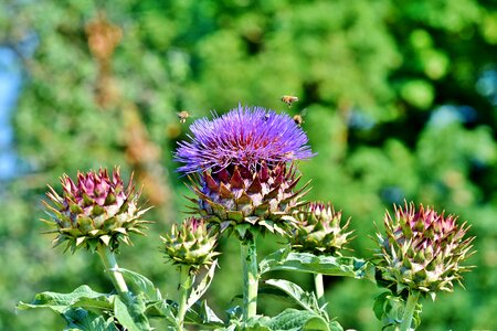 Blossom bloom medicinal plant