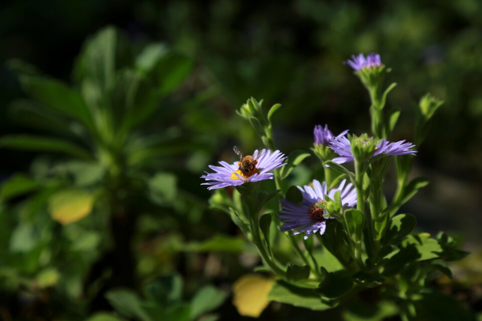 Nature plants wildflower