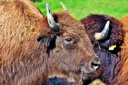 American bison wild livestock