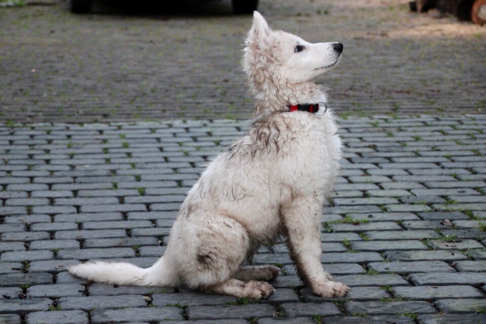 Swiss white shepherd dog pet attention