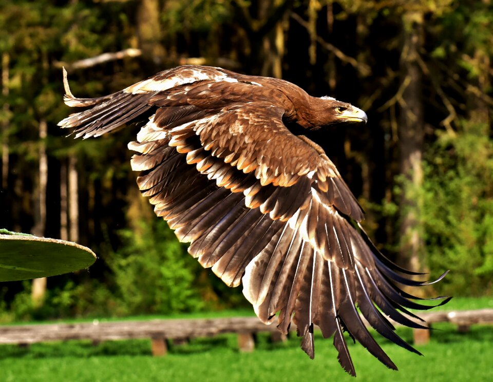 Animal flying noble