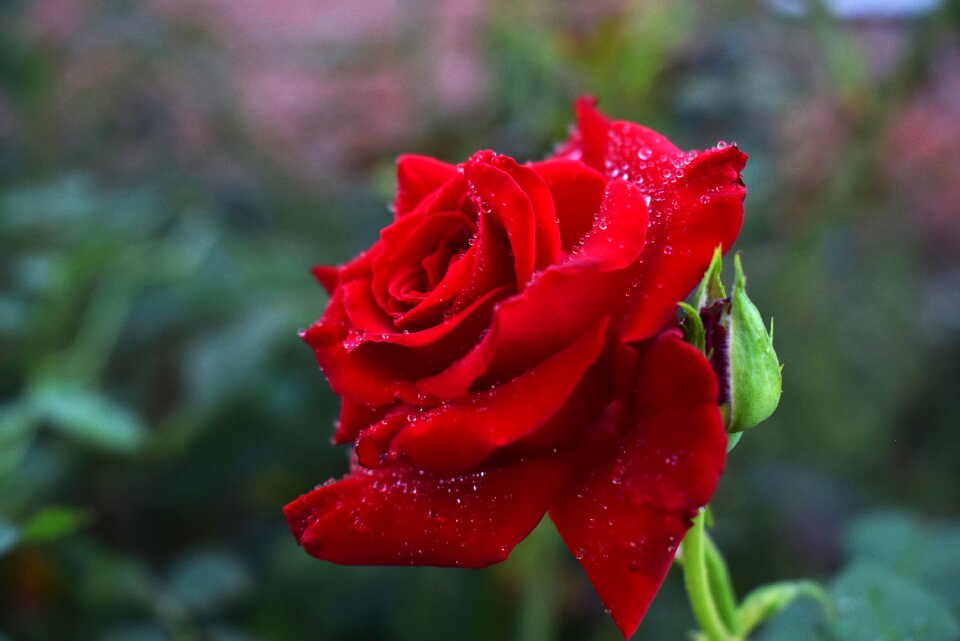 Flower beautiful fragrance