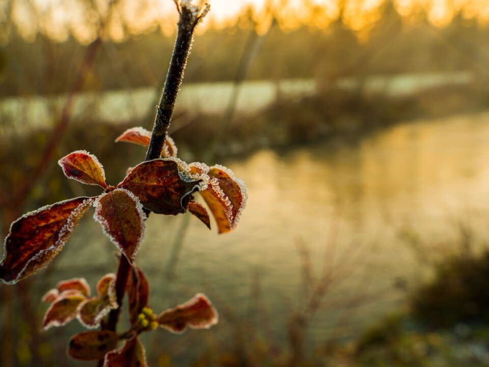 Morning nature snow